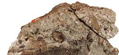 fosil pez