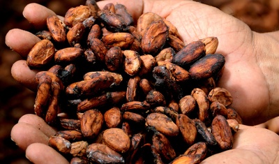 produccion cacao rio san juan nicaragua