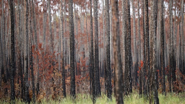 incendios forestales honduras