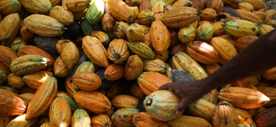 oportunidades desafios mercado cacao