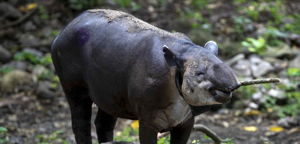 un tapir en la finca los cervantes nicaragua