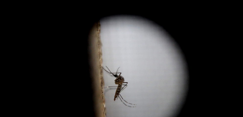 moskito virus zika dengue guatemala
