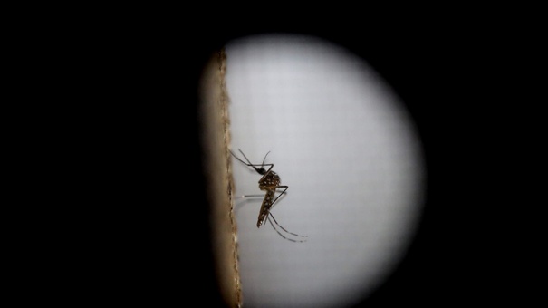 moskito virus zika dengue guatemala