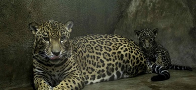 nacimiento jaguares animales peligro extincion nicaragua