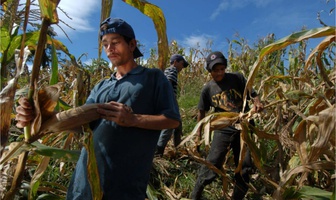 migracion nicaraguense afecta mano de obra