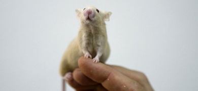 higado humanizado en ratones