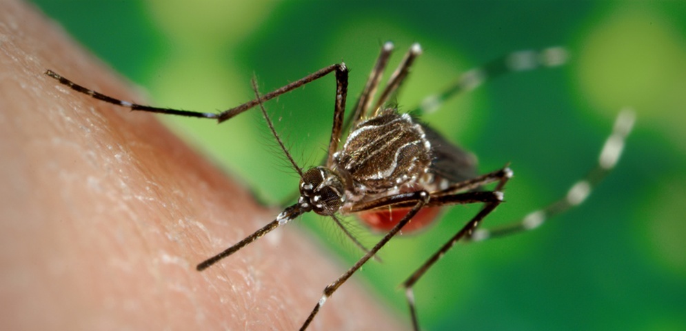 malaria florida