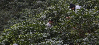 cosecha cafe honduras 2023 2023