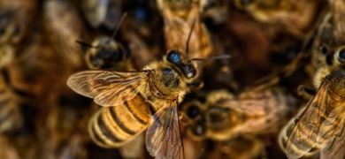 abejas en enjambre