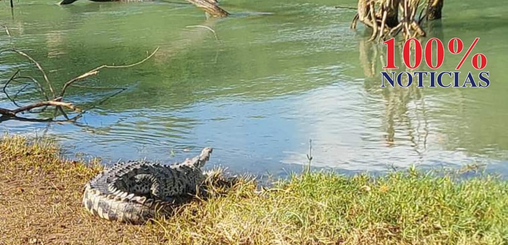cocodrilo ataco perro en san juan del sur