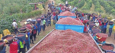 campos agricolas costa rica cafe
