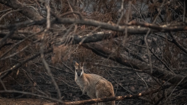 incendios bosques australia