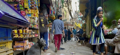 perros callejeros en india