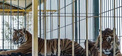 denuncian maltrato animal en circo pero propietario lo niega