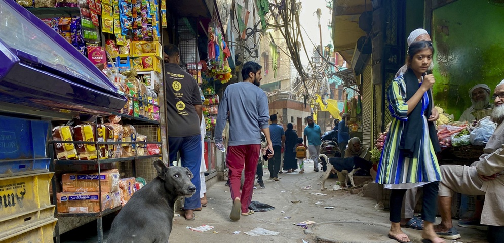 perros callejeros en india