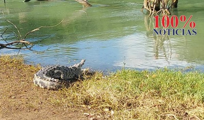 cocodrilo ataco perro en san juan del sur