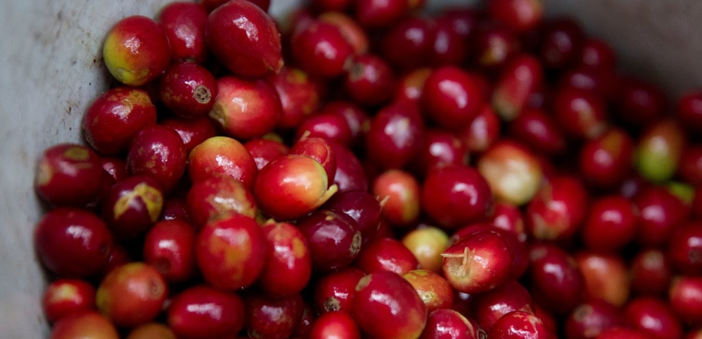 exportaciones de cafe en honduras