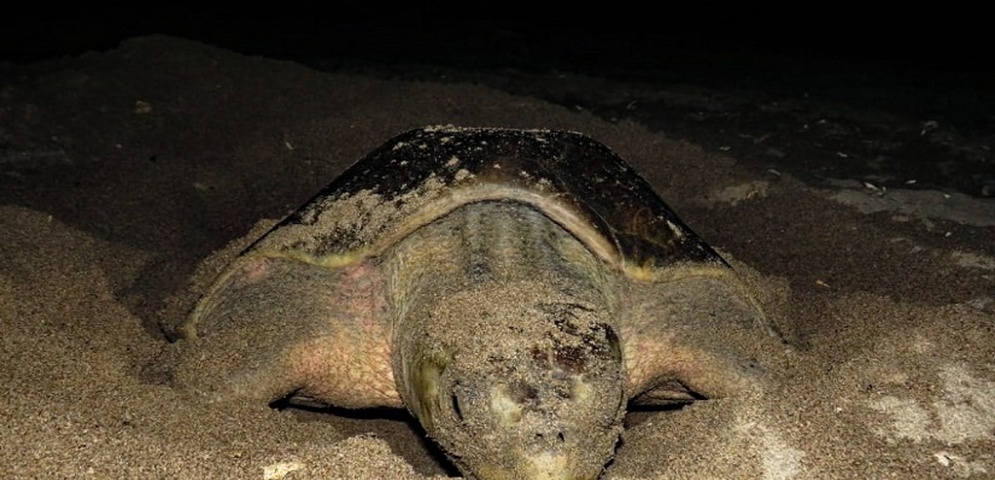 tortugas marinas en peligro de extinción