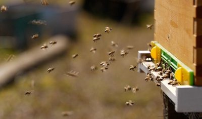 abejas en isla pascua