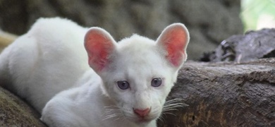 primer puma albino nicaragua