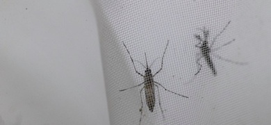aumentan casos de dengue en nicaragua