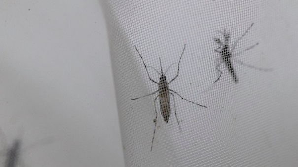 aumentan casos de dengue en nicaragua