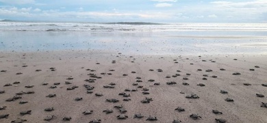 nicaragua libera cinco mil tortugas paslama