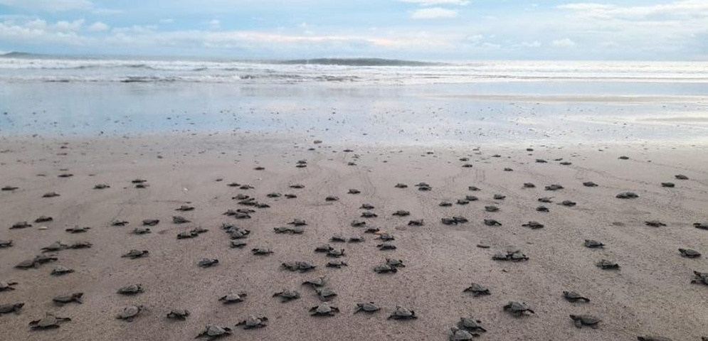 nicaragua libera cinco mil tortugas paslama