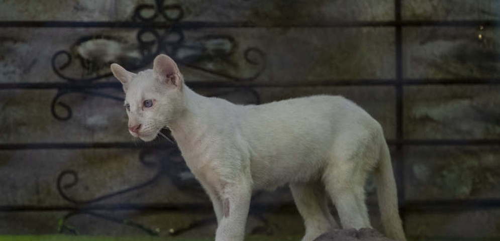 presentan puma albino zoologico chontales nicaragua