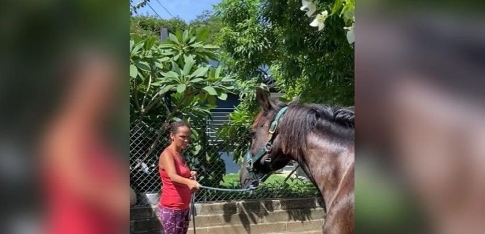 yasenia perez rescata caballos nicaragua
