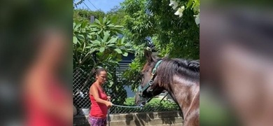 yasenia perez rescata caballos nicaragua