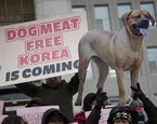 consumo perros vigente china vietnam india