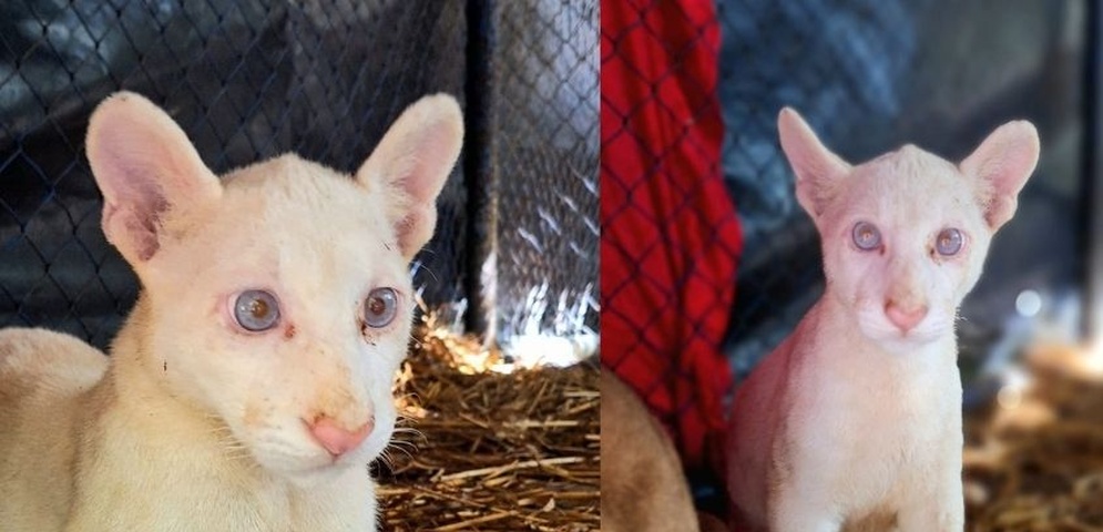 primera puma albina nacida nicaragua