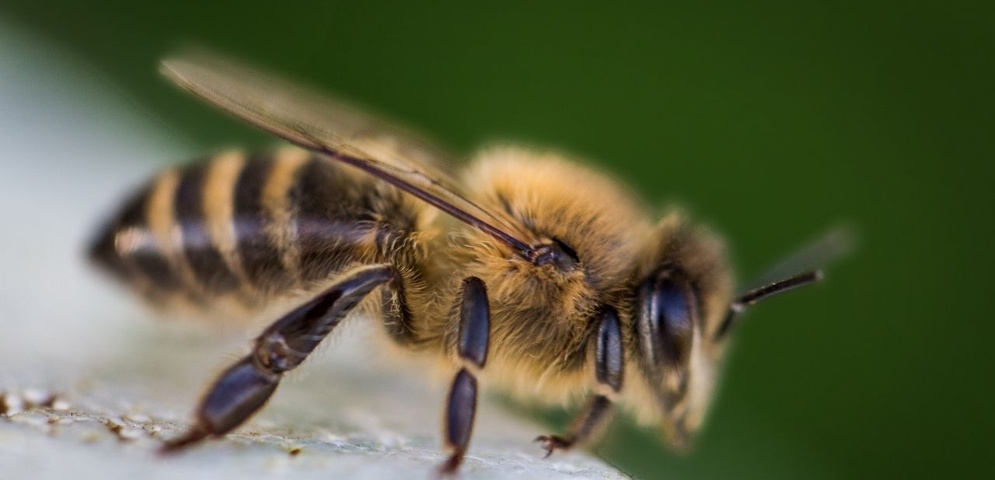 hombre muere nicaragua ataque abejas africanas