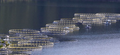 honduras sede feria internacional tilapia