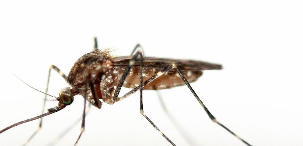 aumenta dengue costa rica semana epidemiologica 4