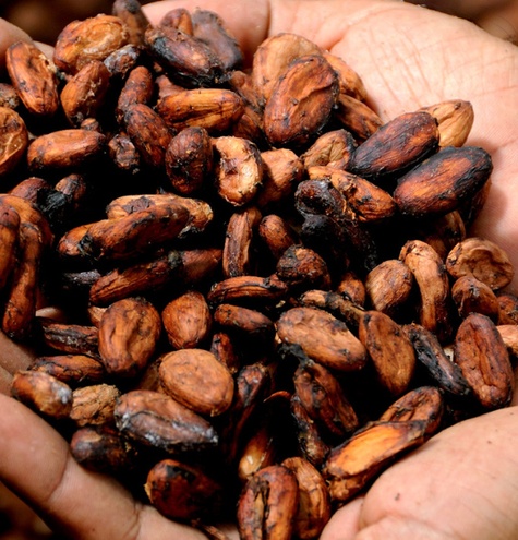produccion cacao rio san juan nicaragua