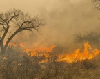 incendio forestal texas