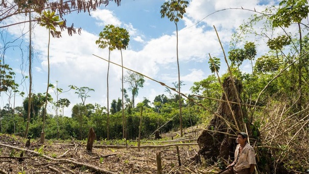 nicaragua aumenta devastacion bosques tropicales