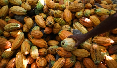 oportunidades desafios mercado cacao