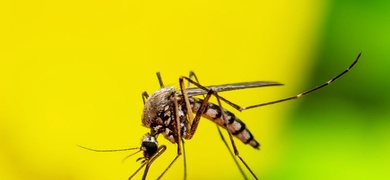 nicaragua con mayor casos de dengue