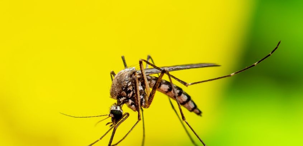 nicaragua con mayor casos de dengue