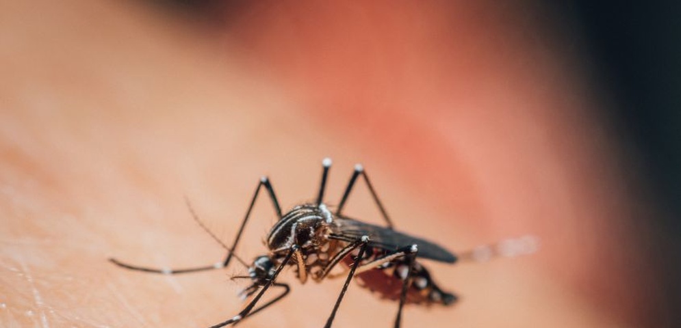 aumentan casos de dengue y malaria en nicaragua