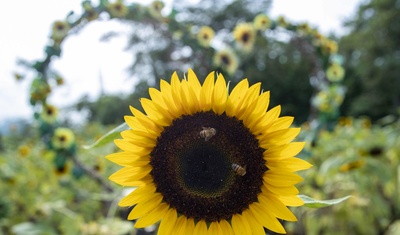 campo de girasol catarina masaya