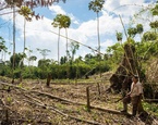 nicaragua se quedara sin bosques advierten