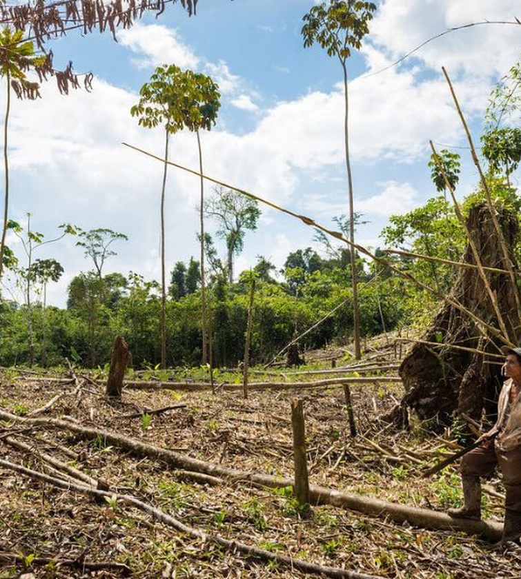 nicaragua se quedara sin bosques advierten