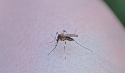incrementan casos dengue nicaragua