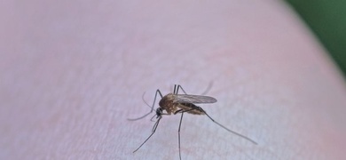 incrementan casos dengue nicaragua