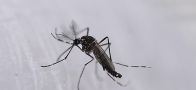 eeuu alerta casos dengue