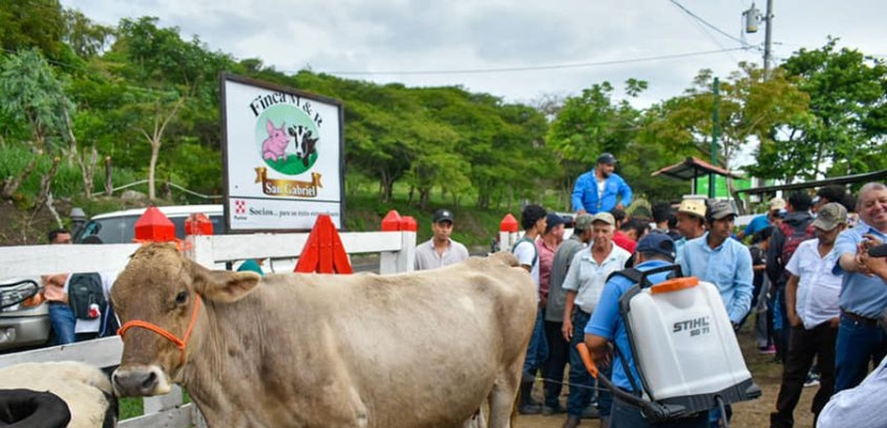 exhiben ganado bovino nicaragua